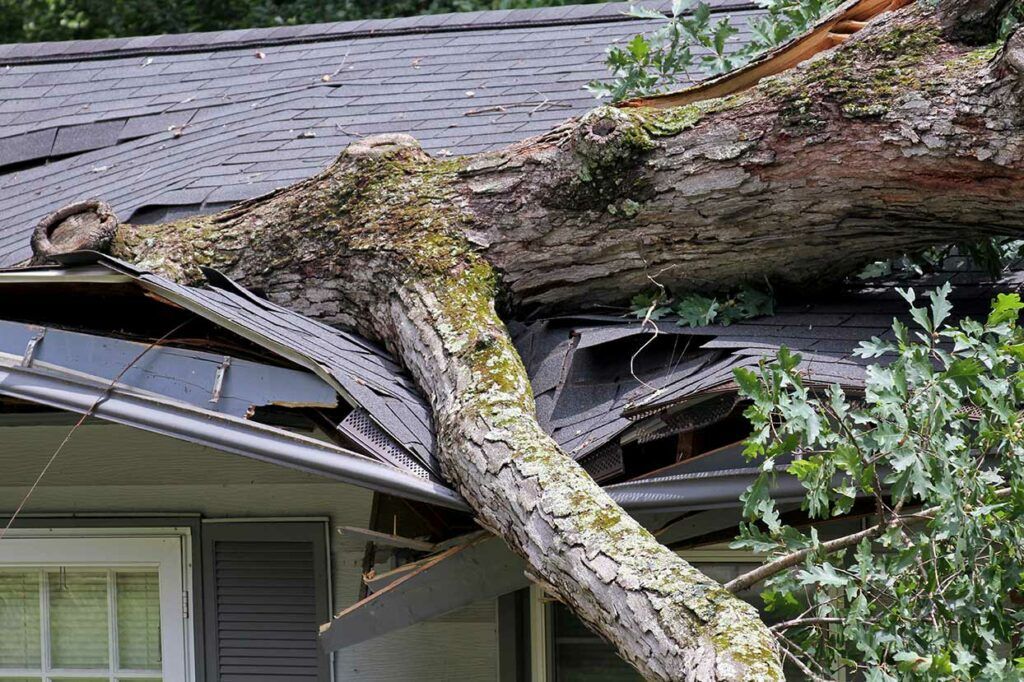 heavy tree fallen onto and collapsing roof