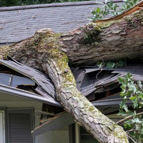 heavy tree fallen onto and collapsing roof