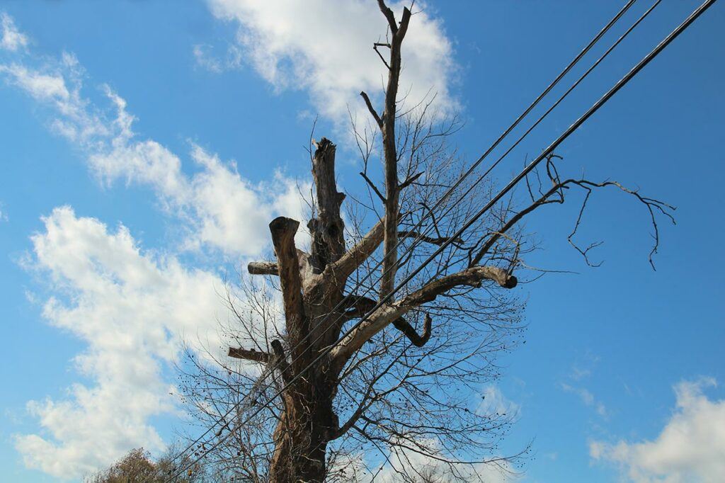 bare tree in winter against blue sky, grown up into overhead wires and trimmed badly