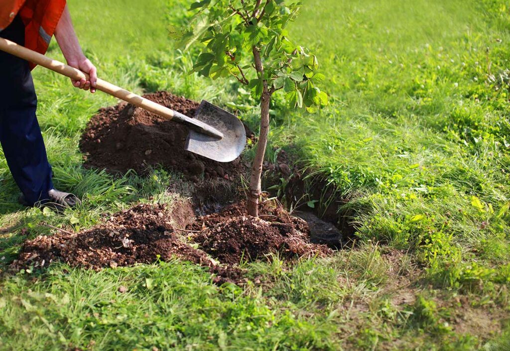 Gardener's arm and leg as he shovel's dirt back into hole after planting a tree.