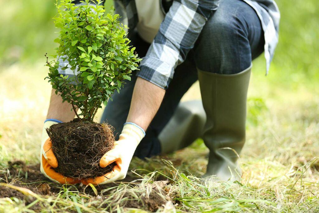 lower half of squatting person wearing garden boots and gloves lowering small tree into ground