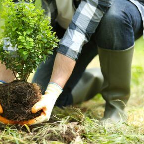 lower half of squatting person wearing garden boots and gloves lowering small tree into ground