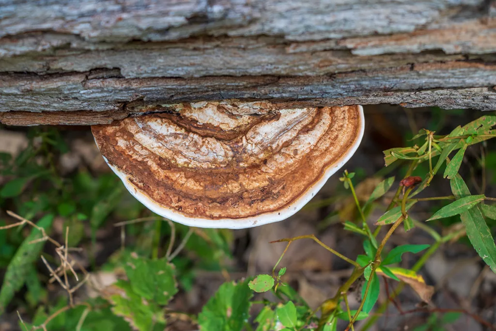 An artist's conk fungus infects a tree in a forest.