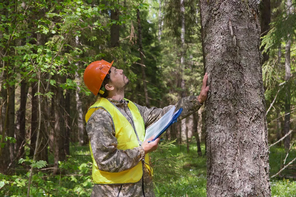 An arborist inspects a tree in a forest while performing a tree risk assessment (TRA).