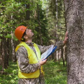 An arborist inspects a tree in a forest while performing a tree risk assessment (TRA).