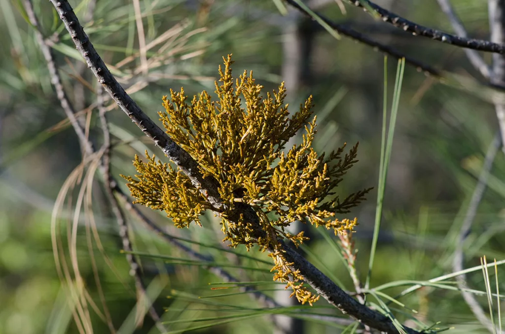 A parasitic growth of dwarf mistletoe grows on a tree.