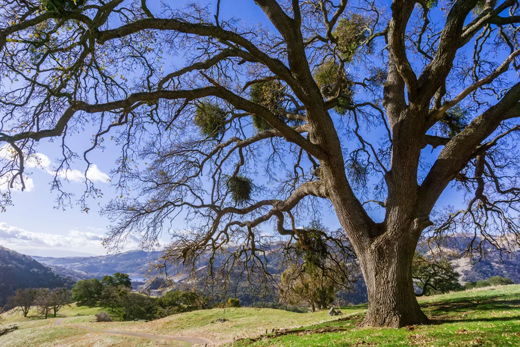 A California Bay Area oak tree has parasitic mistletoe growths.