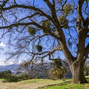 A California Bay Area oak tree has parasitic mistletoe growths.