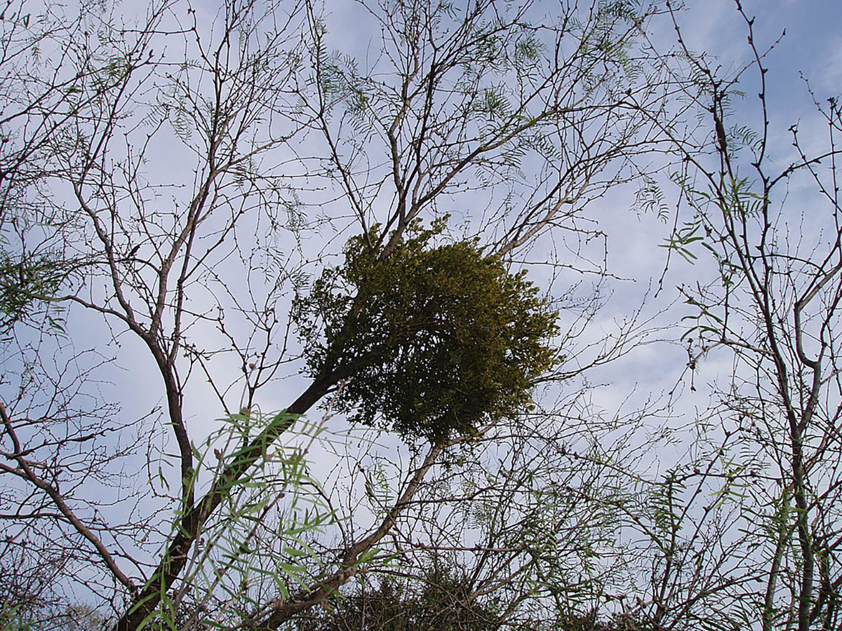 A growth of parasitic oak mistletoe grows on a tree.