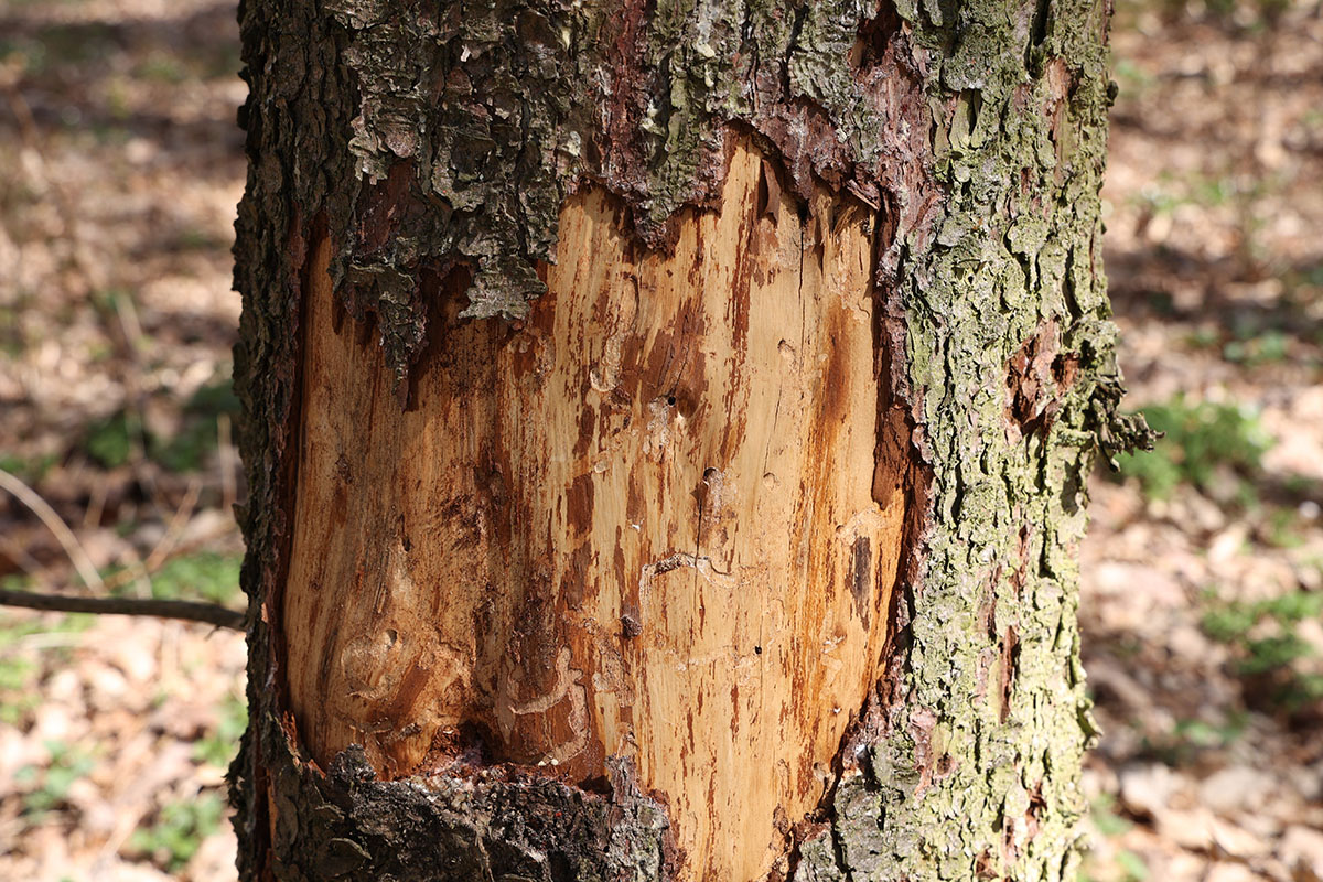 A tree with peeling bark displays damage from a bark beetle infestation.
