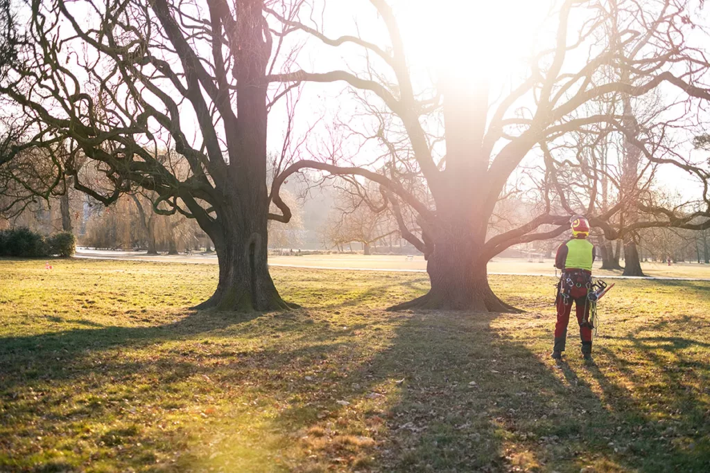 An arborist stands on a property cleared of fire fuels, with oak trees in the background.