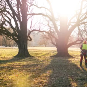 An arborist stands on a property cleared of fire fuels, with oak trees in the background.