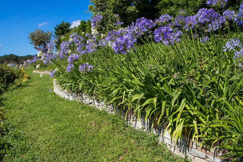 A front yard has a barrier of purple Lily of the Nile flowers to serve as fire-resistant landscaping.