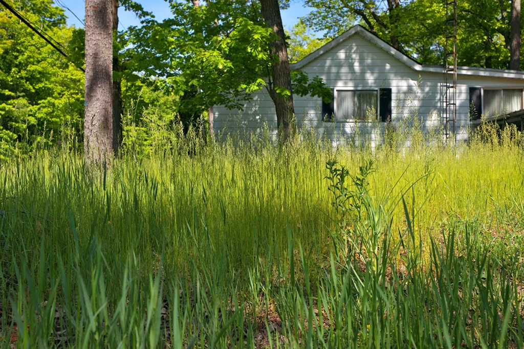 A white house with a front yard that's overgrown with fire fuels like tall grass and trees.