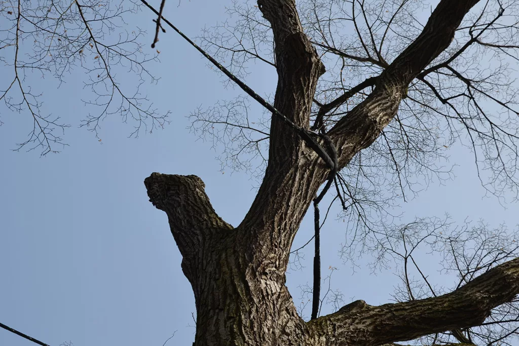 A tree with a split trunk has been equipped with professional tree cabling and bracing to support healing after storm damage.