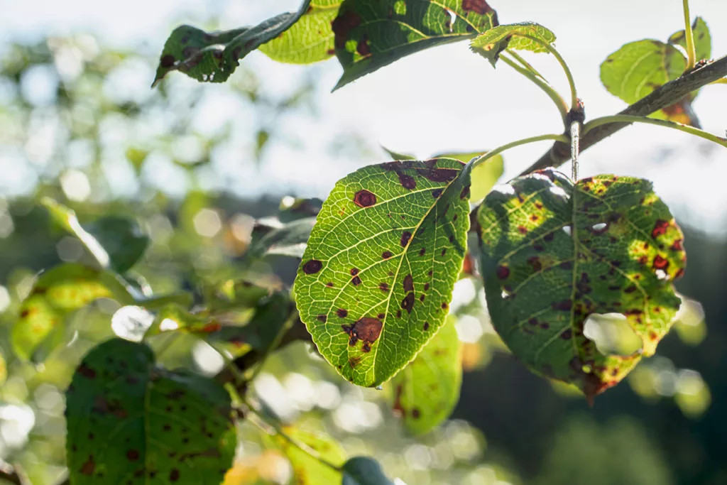 Sonoma County apple tree leaves have black dots due to frost damage.