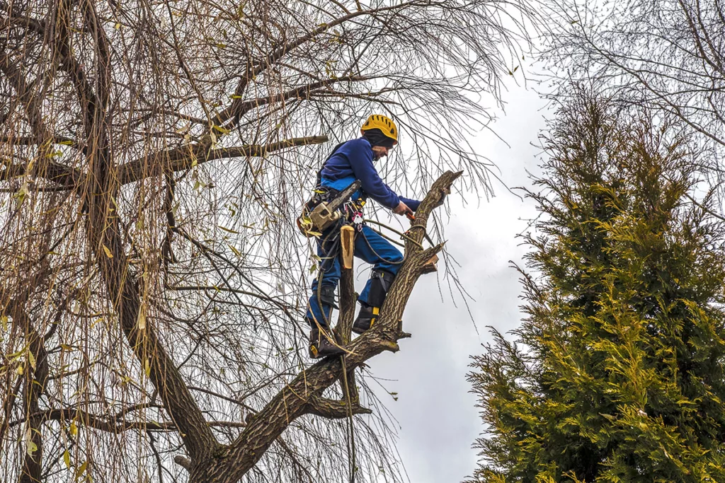 A certified arborist prepares a Sonoma County tree for winter.