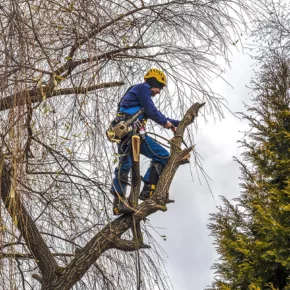 A certified arborist prepares a Sonoma County tree for winter.