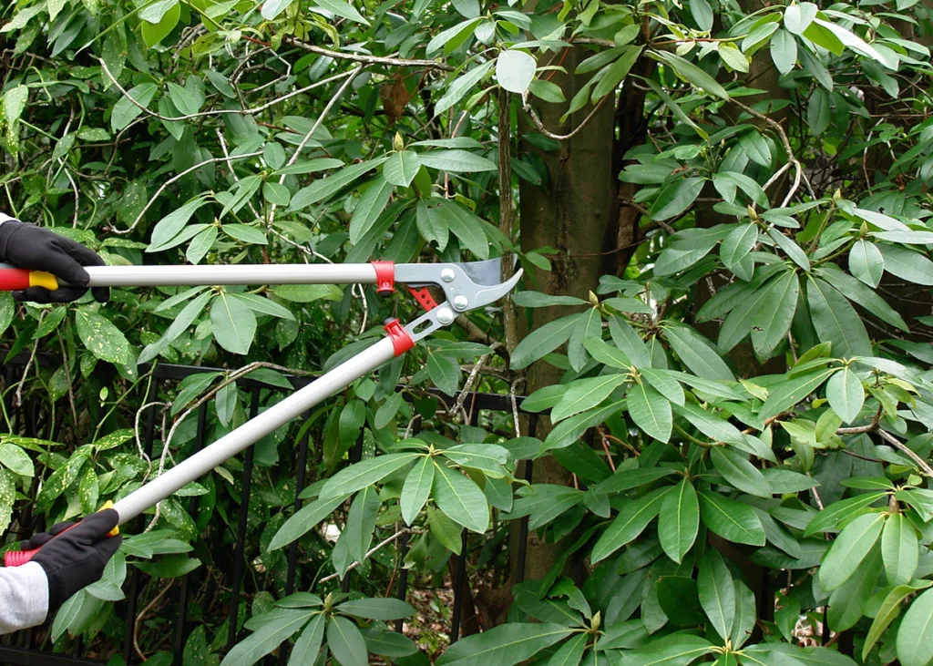 A certified arborist prunes a leafy tree with clippers.