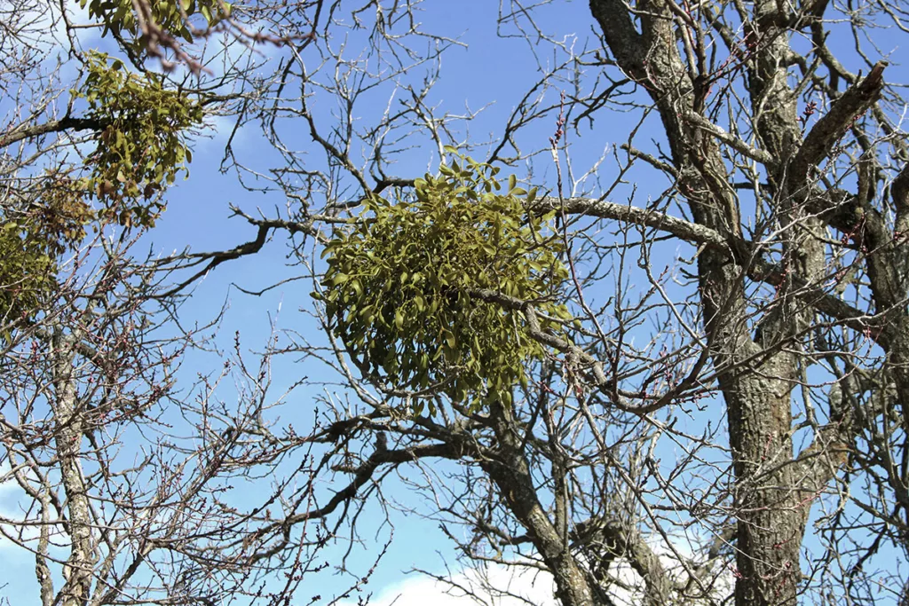 A ball of parasitic mistletoe grows on the branch of a Sonoma County tree.