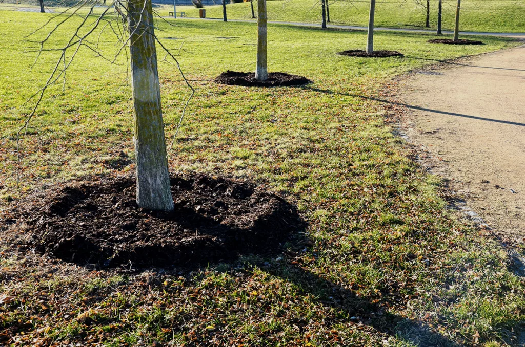 A donut-shaped ring of organic mulch around a tree