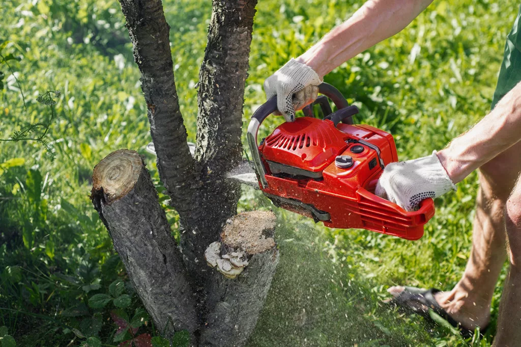 A certified arborist cuts at a hazardous tree with a chainsaw to remove it from the property.