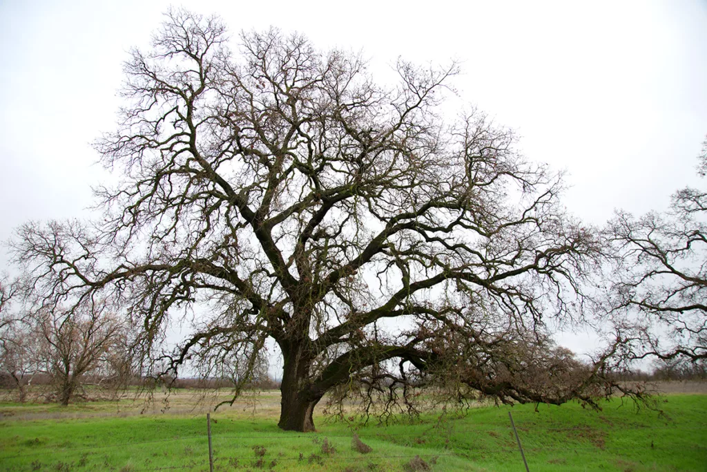 A dormant oak tree surrounded by grass in Sonoma County, California.