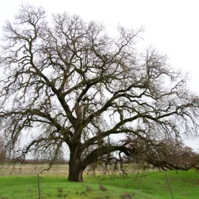 A dormant oak tree surrounded by grass in Sonoma County, California.