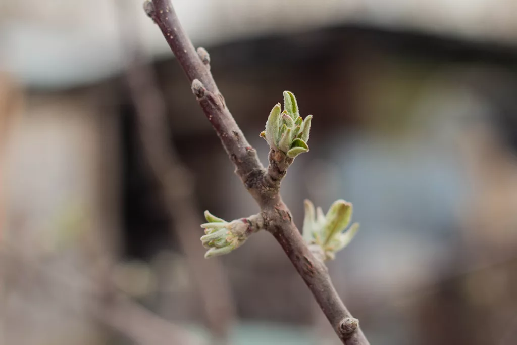 A dormant tree branch with green leaf buds