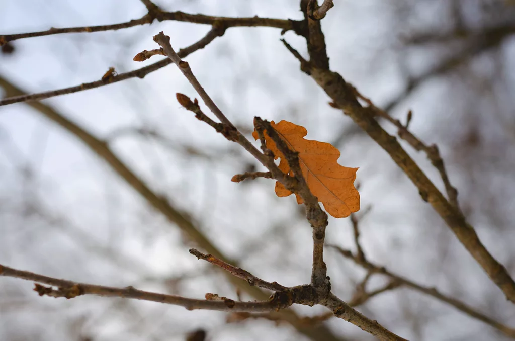 An oak tree going dormant and losing its leaves in Sonoma County.