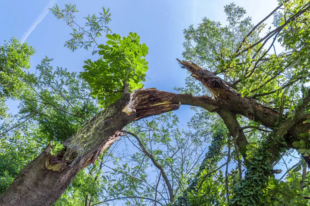 A storm-damaged tree with a broken branch