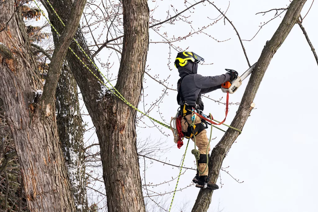 A professional tree surgeon cuts and trims a storm damaged tree in winter time