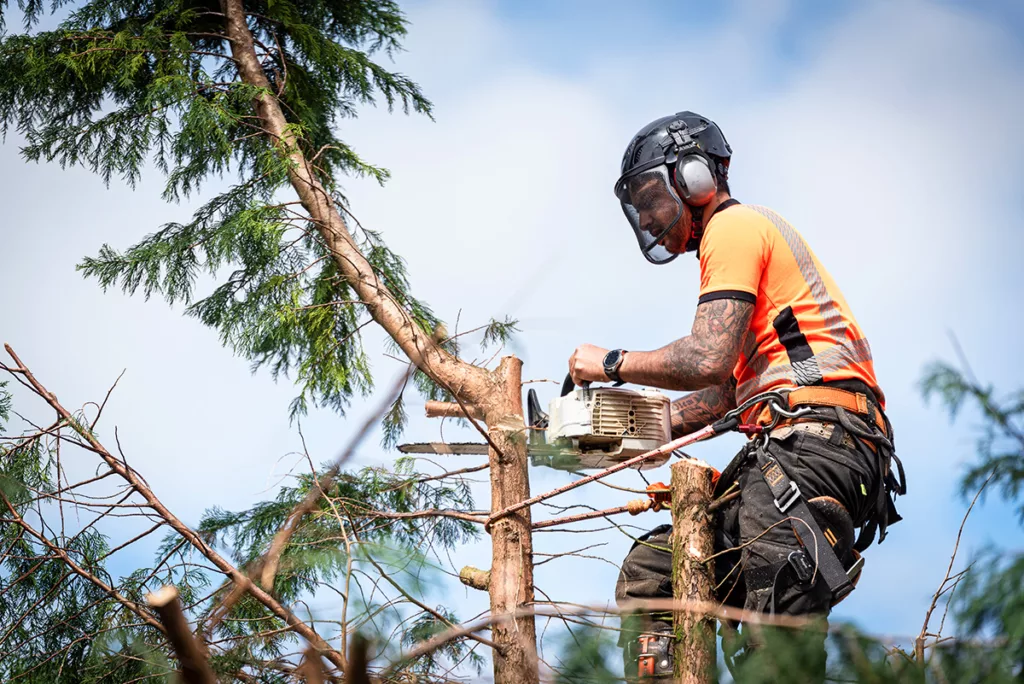A certified arborist hanging from ropes in the crown of a tree using a chainsaw to cut branches down. The adult male is wearing full safety equipment.