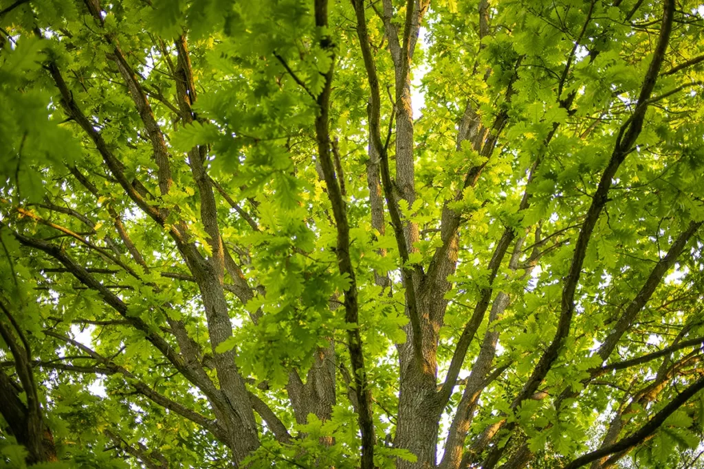 Close up of a lush tree canopy of bright and colorful leaves