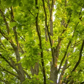 Close up of a lush tree canopy of bright and colorful leaves