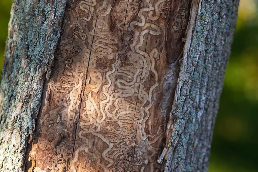 A close up of a dead tree trunk, covered in beetle pathways from a pest infestation.