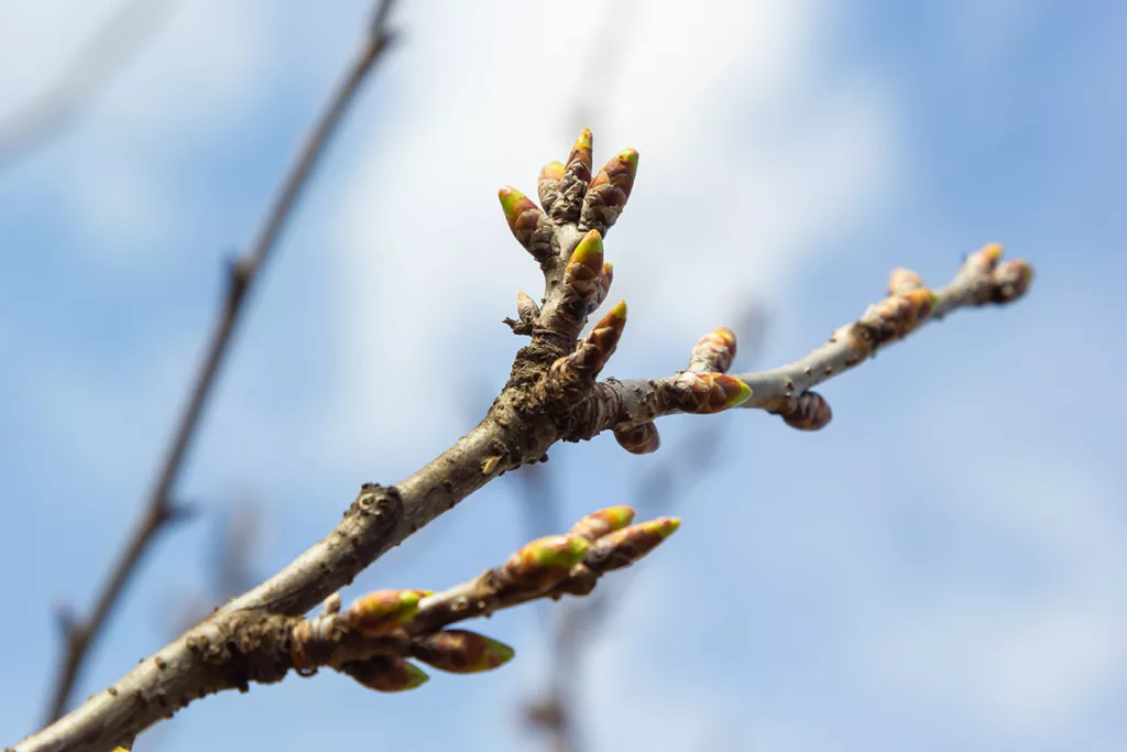 A close up shot of buds on the branch of a dormant tree