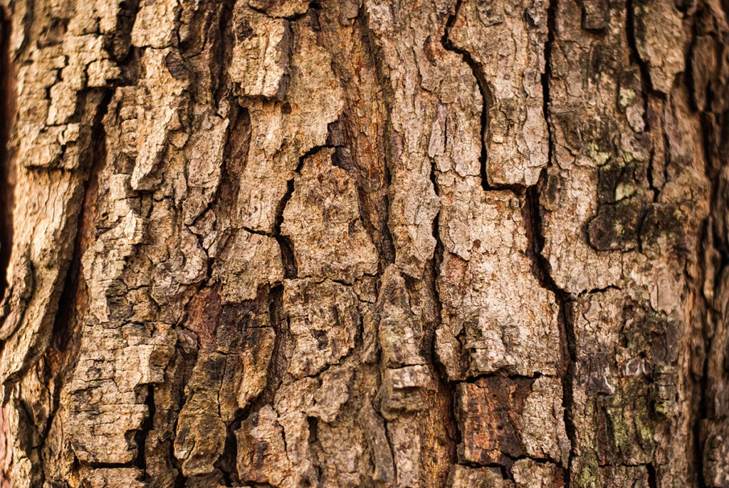 A close up shot of healthy tree bark