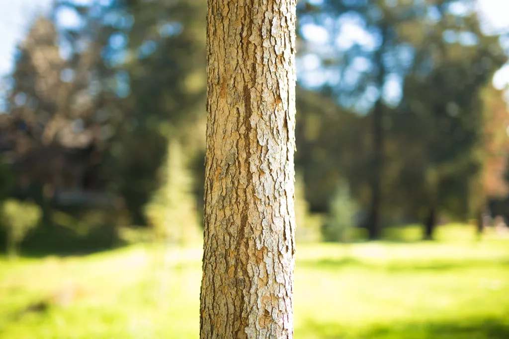 A healthy tree trunk on a bright sunny day in a park with green grass