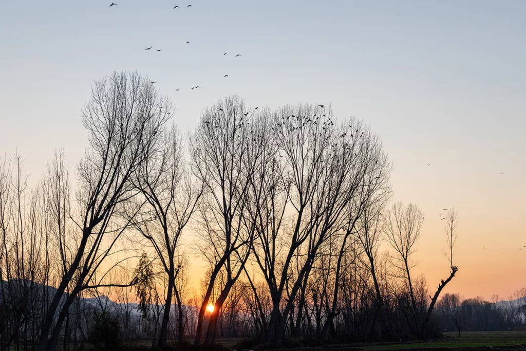 A group of dormant tree silhouettes at sunset, with birds flying in the background.