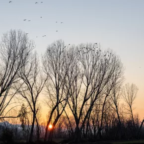 A group of dormant tree silhouettes at sunset, with birds flying in the background.