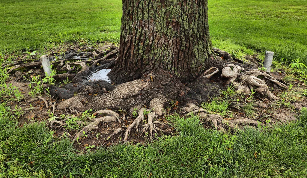 The roots of a dormant tree, surrounded by green grass