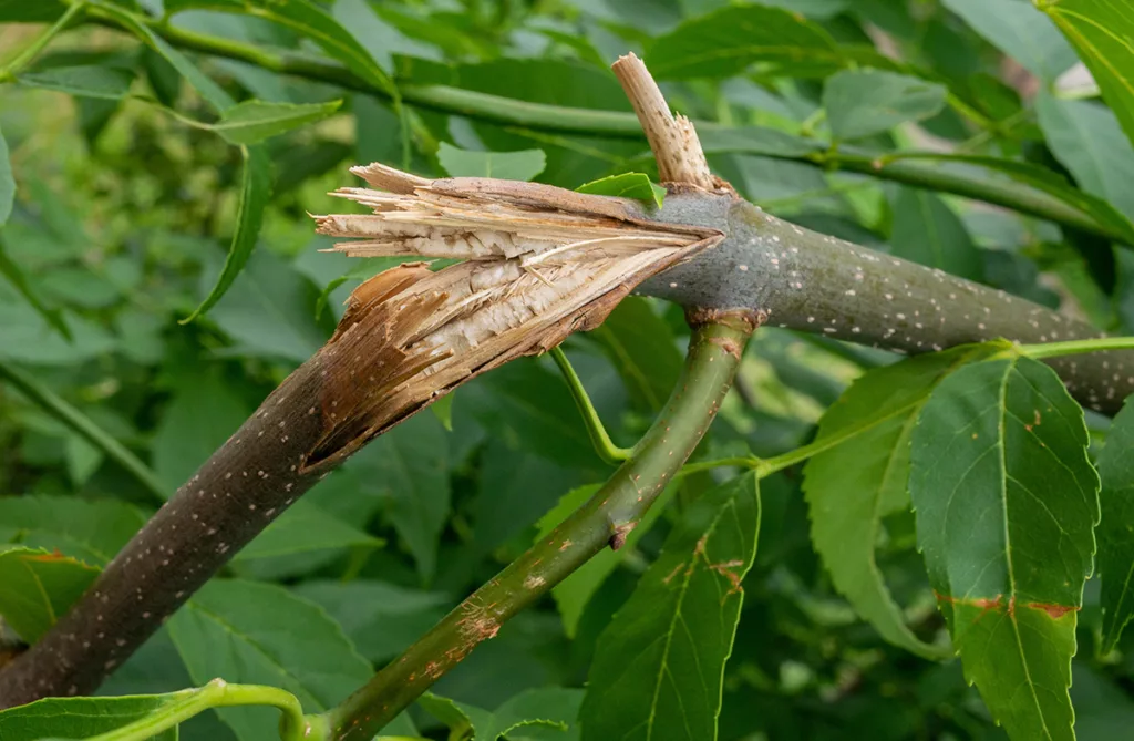 A close up of a broken branch on a living tree