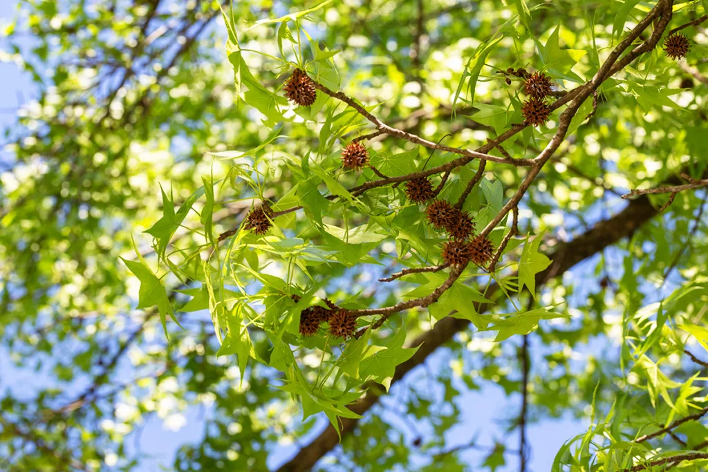 An up close shot of the branches of a western sycamore tree, with green leaves