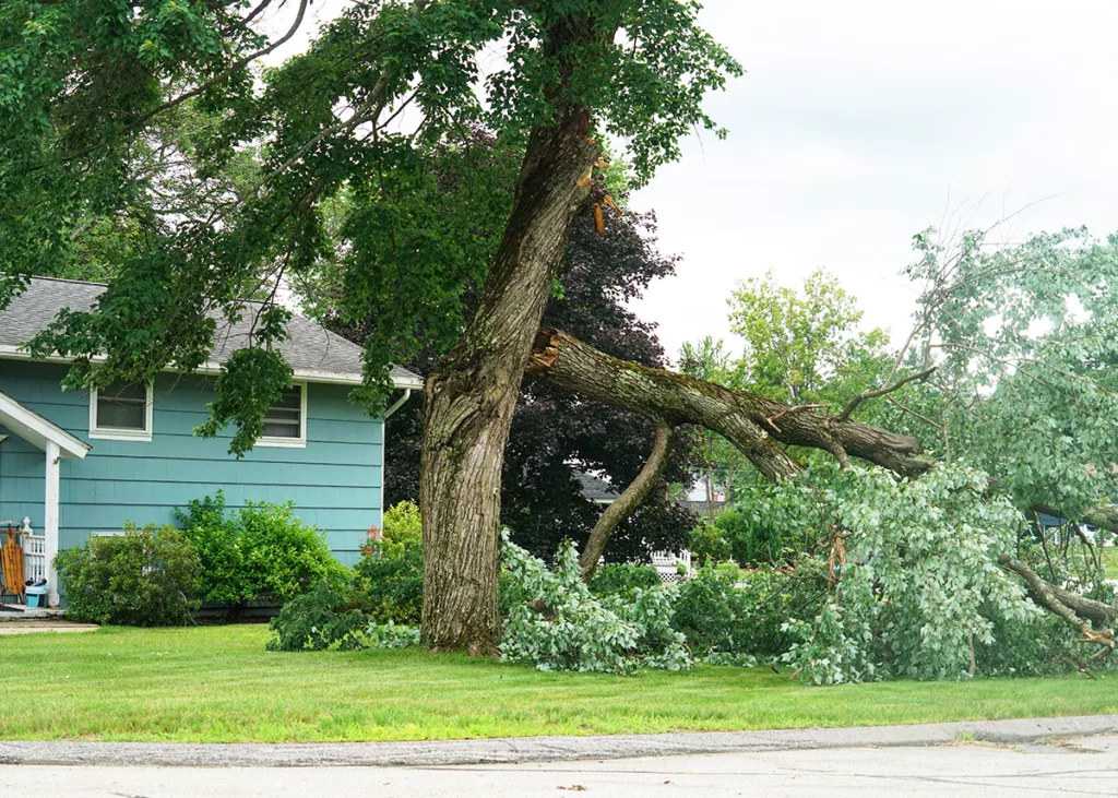 A broken branch has fallen from a tree in the front lawn of a blue house