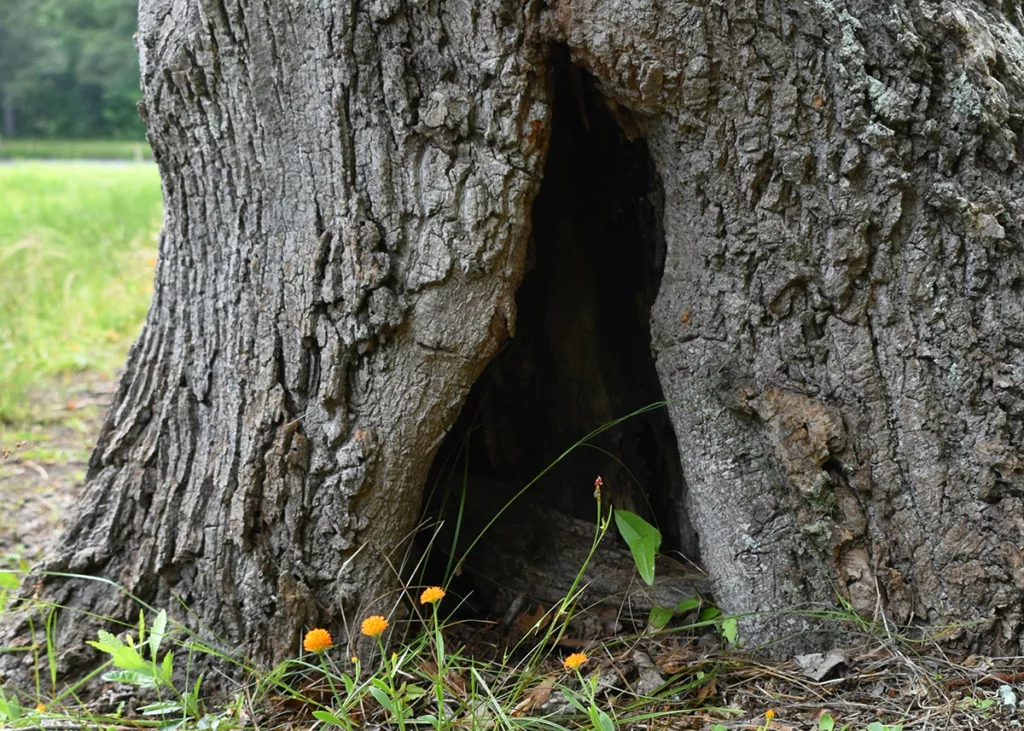 A cavity in the trunk of an old oak tree