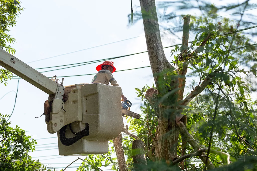 An arborist implements emergency tree care services to remove a dangerous branch that is interfering with a power line.