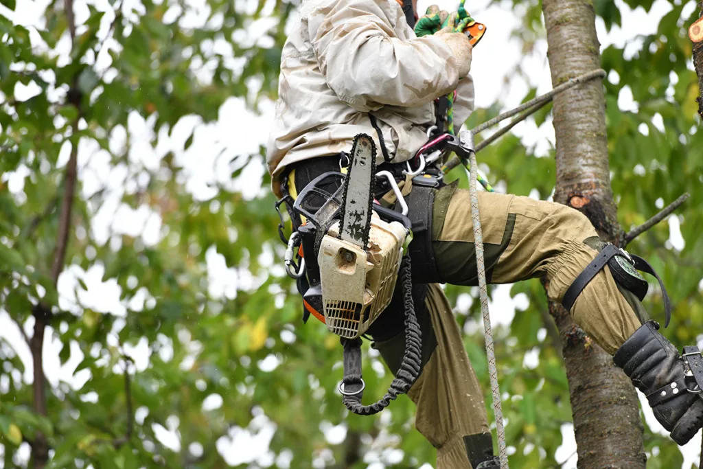 A certified arborist climbs a leafy tree with a chainsaw wearing overalls