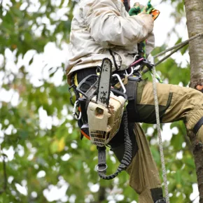 A certified arborist climbs a leafy tree with a chainsaw wearing overalls