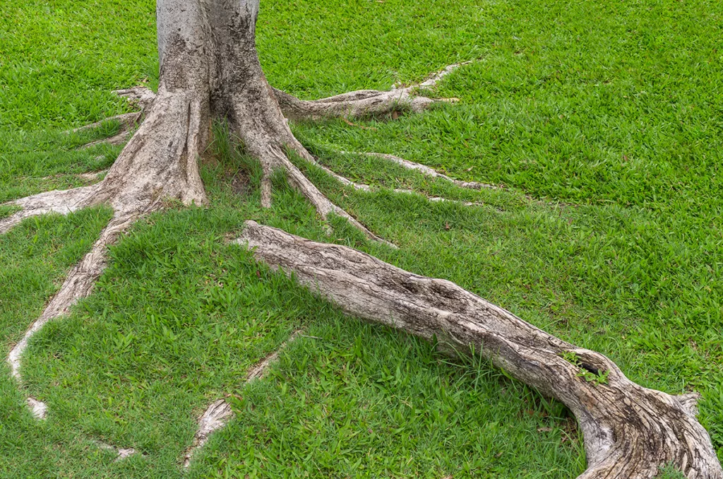 The exposed roots of a tree in a front lawn